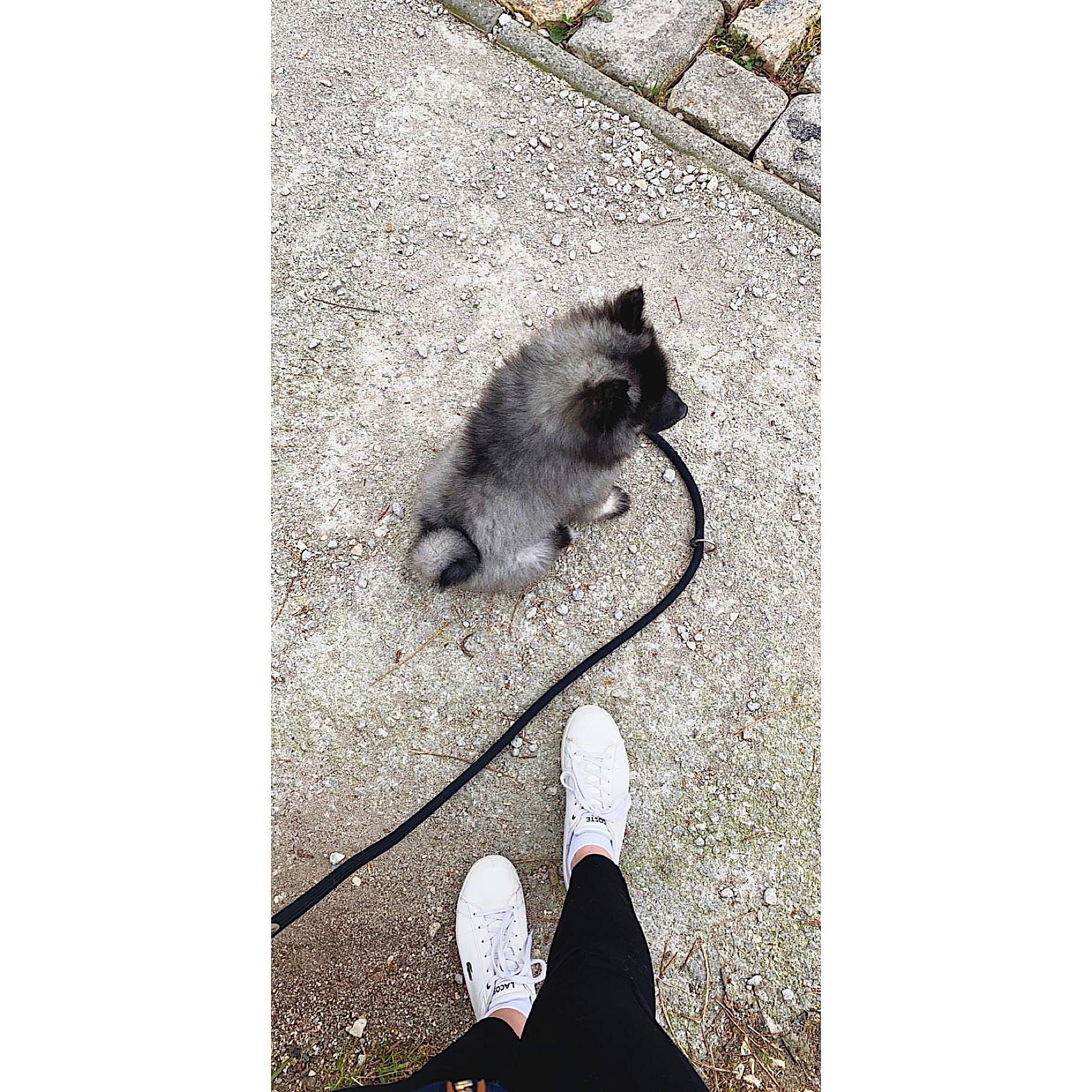 Pablo participe au concours pour gagner de l'argent avec cette photo : canidae, carnivore, cat, dog, felidae, footwear, fur, leash, non_sporting_group, shoe, small_to_medium_sized_cats, tail