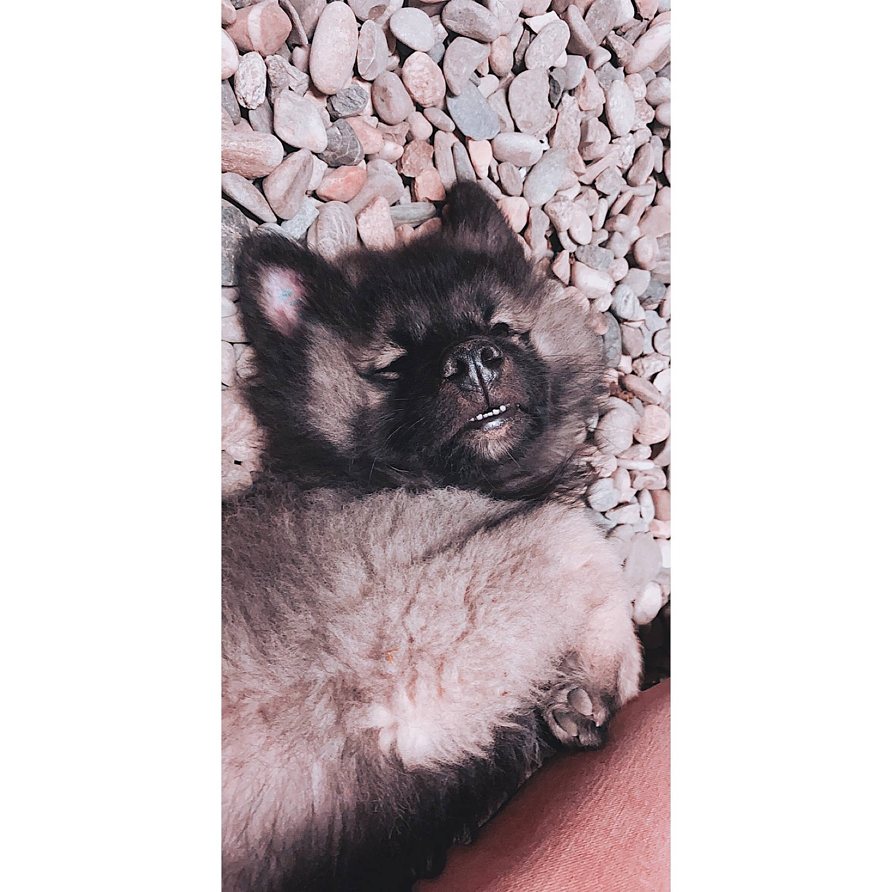 Pablo a rejoint le concours — aidez-le/la à gagner de superbes lots ! canidae, canis, carnivore, dog, eurasier, fawn, keeshond, mammal, non_sporting_group, norwegian_elkhound, paw, pomeranian, puppy, spitz, vertebrate
