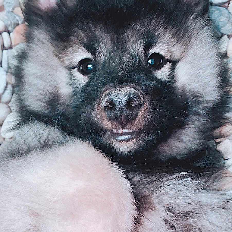 Pablo