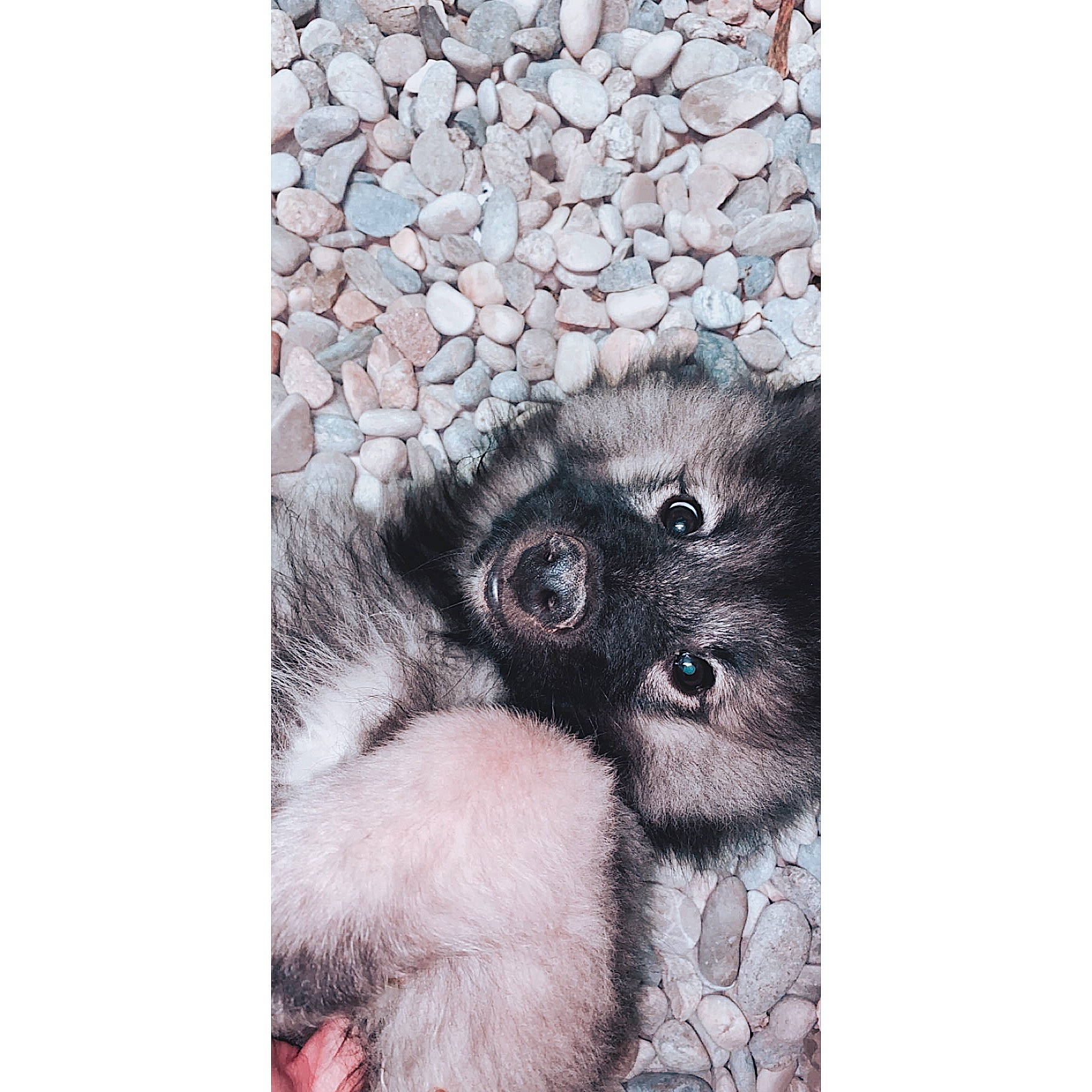 Pablo participe au concours pour gagner de l'argent avec cette photo : canidae, carnivore, cat, dog, fur, kitten, non_sporting_group, pomeranian, puppy, selfie, spitz, toy_dog