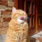 Kuki joined the competition — help win amazing prizes! animal, cat, close_up, cute, domestic_cat, feline, fluffy, funny_pose, marble_step, orange_cat, outdoor, pet, relaxed, sitting, stone_wall, sunlight, tongue, tongue_out, whiskers, wooden_door