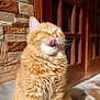 animal, cat, close_up, cute, domestic_cat, feline, fluffy, funny_pose, marble_step, orange_cat, outdoor, pet, relaxed, sitting, stone_wall, sunlight, tongue, tongue_out, whiskers, wooden_door