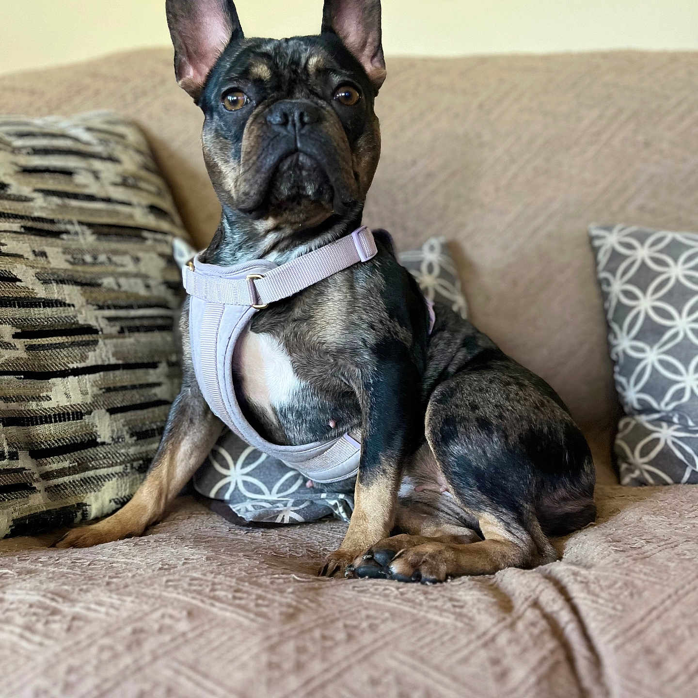 Dulce joined the competition — help win amazing prizes! alert, animal, black, brown, canine, companion, couch, cute, dog, domestic, ears, french_bulldog, fur, harness, indoor, pet, pillow, portrait, relaxed, sitting