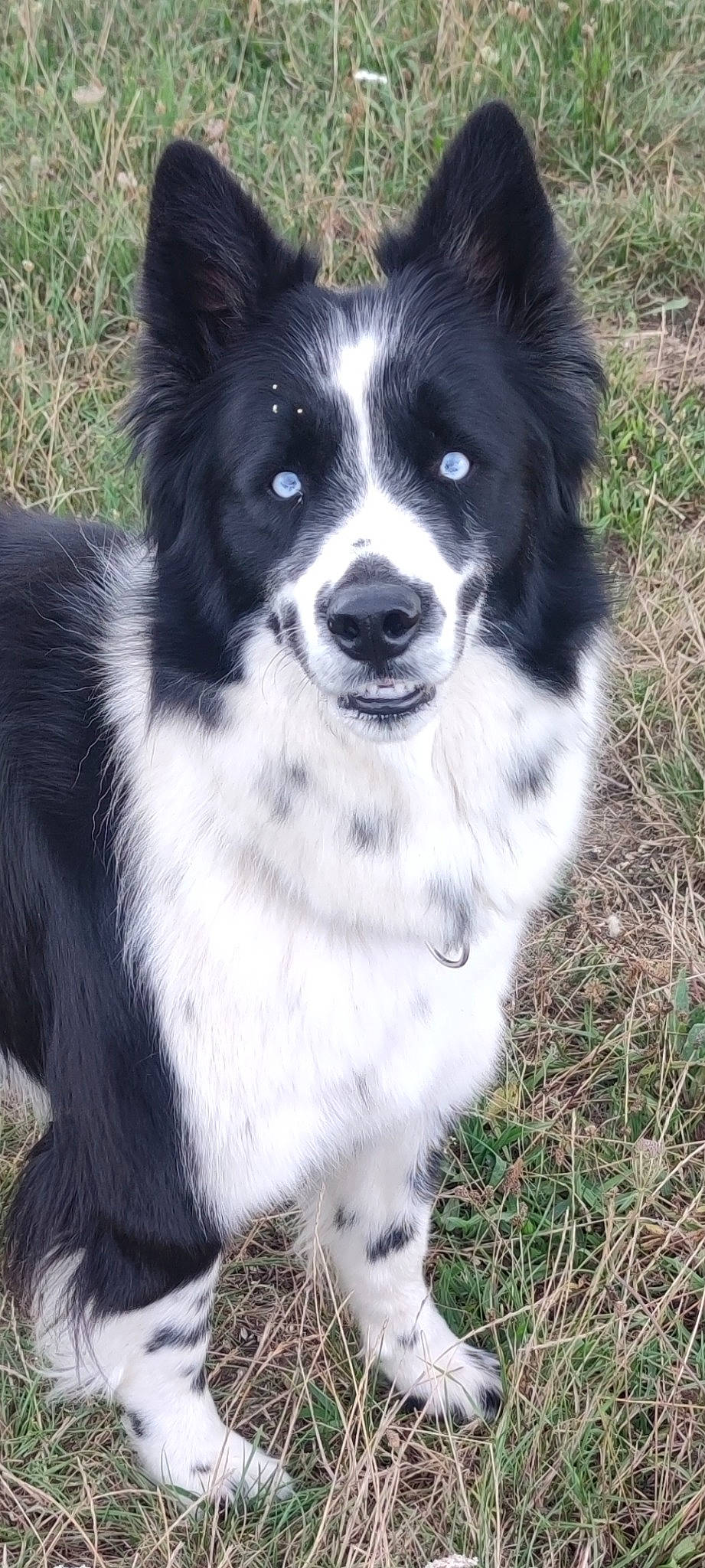 Bandy participe au concours pour gagner de l'argent avec cette photo : ancient_dog_breeds, australian_collie, border_collie, canidae, carnivore, companion_dog, dog, dog_breed, fur, grass, herding_dog, monochrome_photography, snout, sporting_group, terrestrial_animal, whiskers, working_animal, working_dog