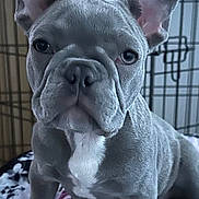 Mabel is registered to the contest to win money with this photo: dog, french_bulldog, puppy, pet, crate, blanket, indoor, animal, canine, face, ears, wrinkles, young, portrait, cute, sitting, looking, photo_screenshot, phone_interface, thumbnail