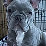 dog, french_bulldog, puppy, pet, crate, blanket, indoor, animal, canine, face, ears, wrinkles, young, portrait, cute, sitting, looking, photo_screenshot, phone_interface, thumbnail