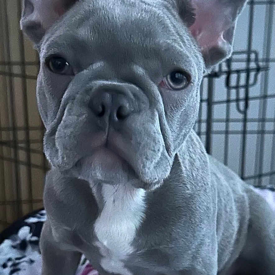 Mabel is registered to the contest to win money with this photo: dog, french_bulldog, puppy, pet, crate, blanket, indoor, animal, canine, face, ears, wrinkles, young, portrait, cute, sitting, looking, photo_screenshot, phone_interface, thumbnail