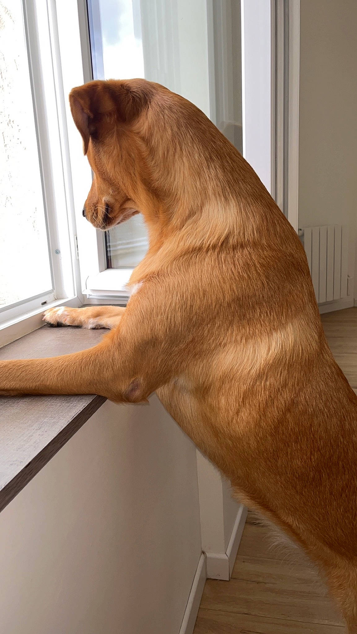 Athena participe au concours pour gagner de l'argent avec cette photo : art, canidae, carnivore, comfort, companion_dog, dog, dog_breed, fawn, flooring, foot, hardwood, liver, snout, sporting_group, tail, whiskers, window, window_blind, wood, working_animal