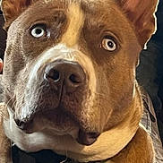 Felon Webb joined the competition — help win amazing prizes! dog, portrait, closeup, heterochromia, blue_eye, brown_eye, collar, pet, canine, fur, indoor, looking_up, tag, animal, mammal, ears, expression, face, whiskers, domestic