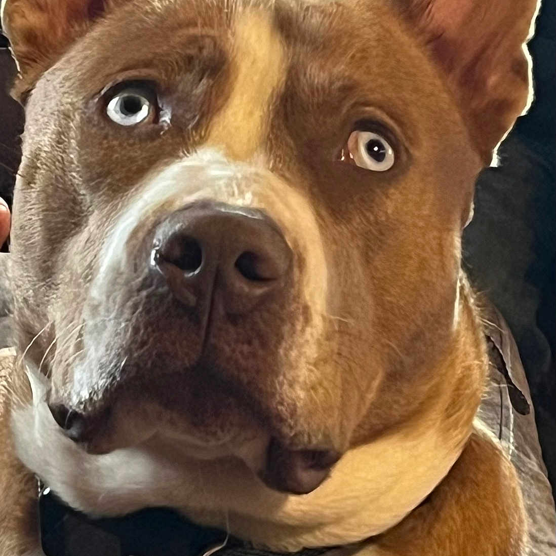 Felon Webb joined the competition — help win amazing prizes! dog, portrait, closeup, heterochromia, blue_eye, brown_eye, collar, pet, canine, fur, indoor, looking_up, tag, animal, mammal, ears, expression, face, whiskers, domestic