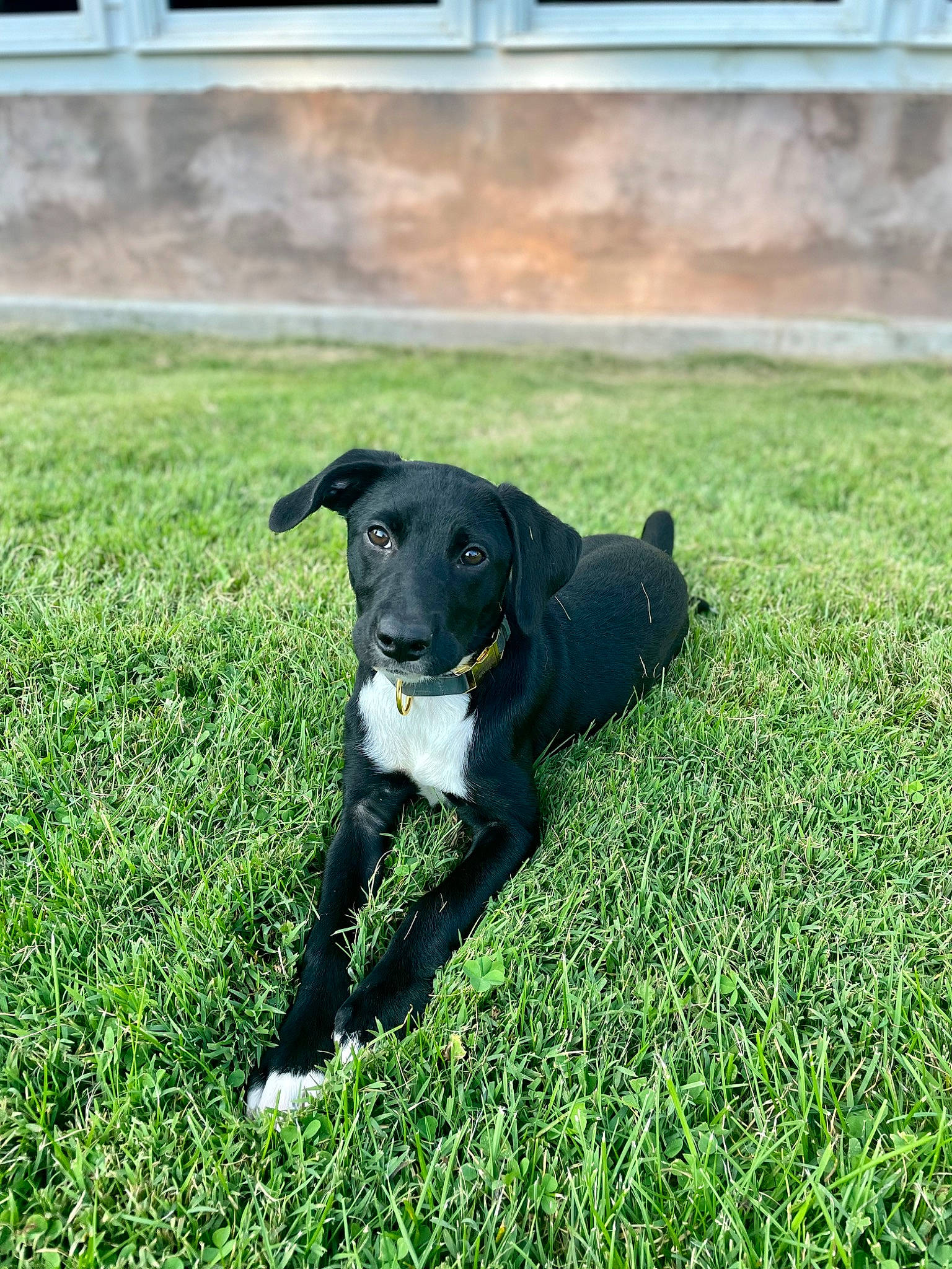 Millie is registered to the contest to win money with this photo: borador, carnivore, collar, companion_dog, dog, dog_breed, dog_collar, grass, grassland, groundcover, gun_dog, pasture, plant, shadow, snout, sporting_group, tail, window, working_animal, working_dog