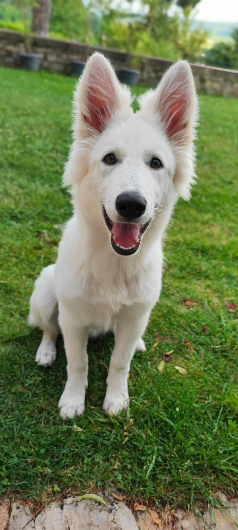 Tayca participe au concours pour gagner de l'argent avec cette photo : american_eskimo_dog, ancient_dog_breeds, carnivore, companion_dog, dog, dog_breed, dog_supply, fang, fur, grass, happy, herding_dog, indian_spitz, plant, samoyed, shout, sporting_group, tail, whiskers, working_dog
