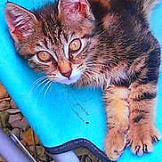 Balto a rejoint le concours — aidez-le/la à gagner de superbes lots !