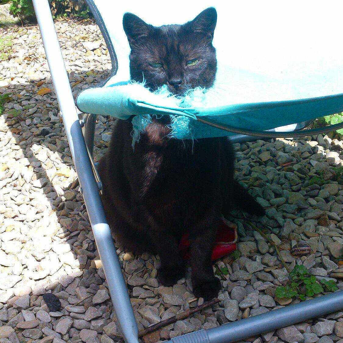 Fury participe au concours pour gagner de l'argent avec cette photo :