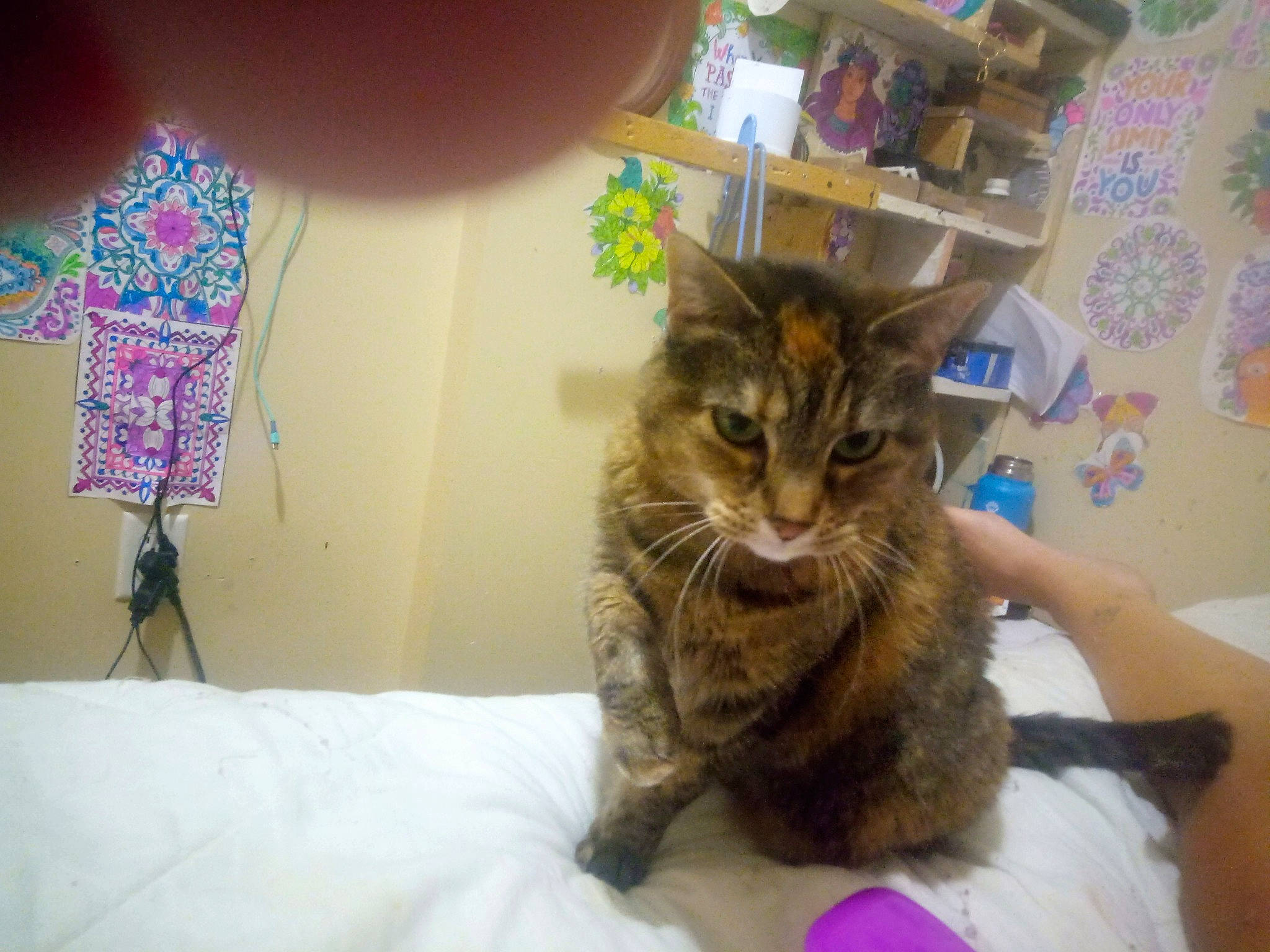 Bliss joined the competition — help win amazing prizes! bed, carnivore, cat, claw, comfort, domestic_short_haired_cat, felidae, fur, linens, paw, room, shelf, small_to_medium_sized_cats, tail, whiskers