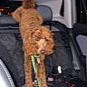 dog, car_interior, leash, seat, night, pet, curly_hair, animal, vehicle, backseat, window, collar, black_blanket, seat_cover, reflection, headrest, fur, domestic_animal, transport, motion_blur
