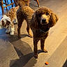 dog, poodle, brown_dog, small_dog, wooden_floor, dining_room, chair, table, pet, animal, indoor, curly_fur, floor_shadow, looking_at_camera, furniture, domestic, companion, curious, standing, orange_object