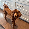 dog, kitchen, wooden_floor, white_cabinets, curly_hair, pet, animal, indoor, flooring, cabinet_handle, curious, standing, brown, medium_size, domestic, companion, looking, canine, home, portrait