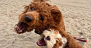 Ben is registered to the contest to win money with this photo: dog, dogs, playful, beach, sand, outdoor, nature, mountains, sky, water, happy, pet, animal, fur, wrestling, action, mouth_open, daytime, canine, fun
