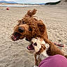 dog, dogs, playful, beach, sand, outdoor, nature, mountains, sky, water, happy, pet, animal, fur, wrestling, action, mouth_open, daytime, canine, fun