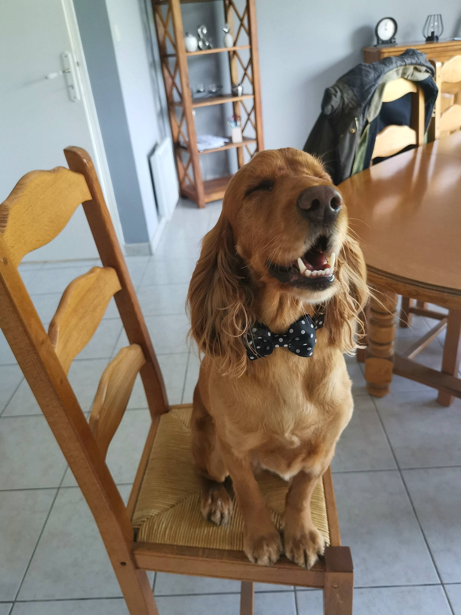 Jupette a rejoint le concours — aidez-le/la à gagner de superbes lots ! carnivore, chair, collar, companion_dog, dog, dog_breed, dog_collar, door, fawn, floor, flooring, furniture, gun_dog, hardwood, liver, luggage_and_bags, rectangle, table, wood, working_animal