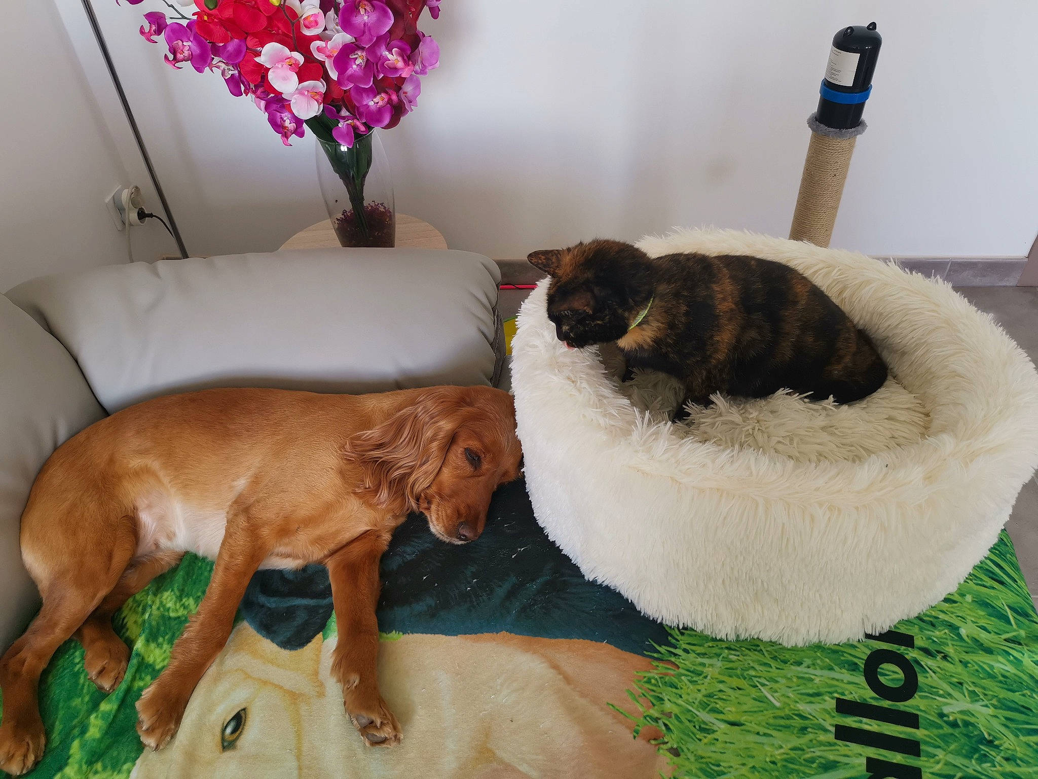 Jupette a rejoint le concours — aidez-le/la à gagner de superbes lots ! art, canidae, carnivore, chair, comfort, companion_dog, couch, dog, dog_breed, dog_supply, fawn, flower, fur, linens, liver, pet_supply, plant, sporting_group, toy, working_animal