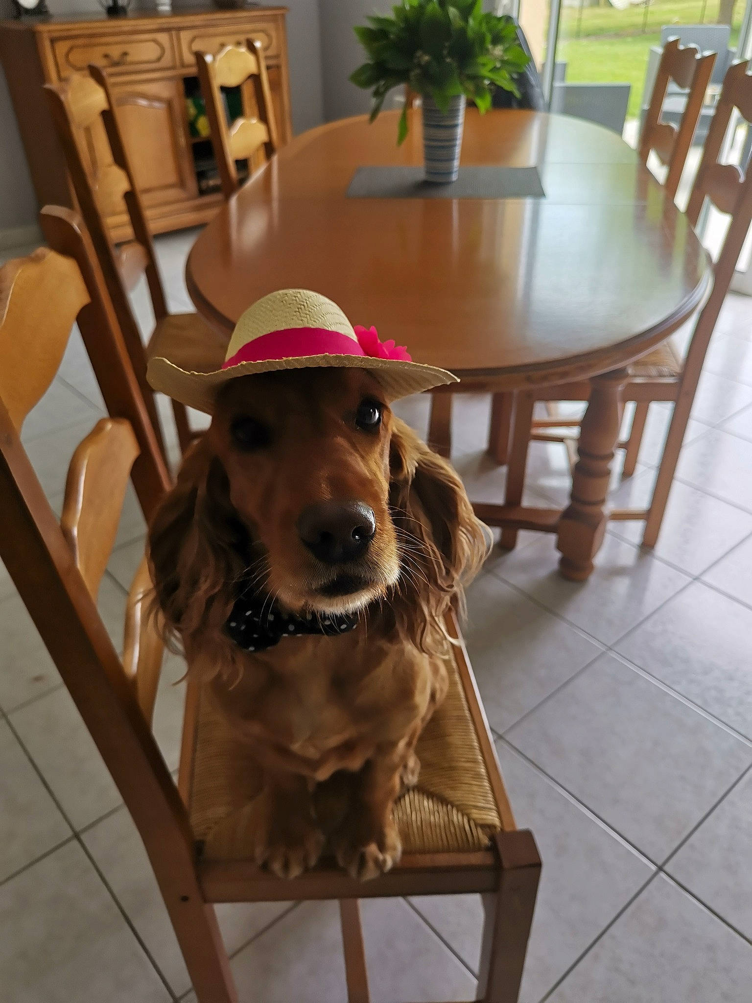 Jupette participe au concours pour gagner de l'argent avec cette photo : carnivore, chair, coffee_table, collar, companion_dog, dog, dog_breed, dog_collar, fawn, floor, flooring, furniture, hardwood, houseplant, liver, picture_frame, table, wood, wood_stain, working_animal