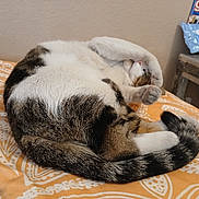 Meow Meow joined the competition — help win amazing prizes! cat, tabby_cat, white_cat, sleeping, curled_up, paw_over_face, bed, blanket, orange_blanket, indoor, pet, feline, resting, cozy, cute, fur, tail, paw, animal, domestic_animal