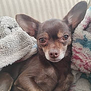 Sadie joined the competition — help win amazing prizes! dog, chihuahua, brown_dog, pet, blanket, cozy, snuggled, soft_texture, indoor, resting, cute, small_dog, fur, ears, animal, portrait, relaxed, close_up, companion, cute_pet