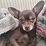 dog, chihuahua, brown_dog, pet, blanket, cozy, snuggled, soft_texture, indoor, resting, cute, small_dog, fur, ears, animal, portrait, relaxed, close_up, companion, cute_pet