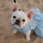Gigi joined the competition — help win amazing prizes! adorable, animal, beach, blue_dress, canine, close_up, clothing, cute, dog, ears_up, french_bulldog, looking_up, outdoor, pet, pet_fashion, portrait, sand, small_dog, summer, white_dog