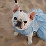 adorable, animal, beach, blue_dress, canine, close_up, clothing, cute, dog, ears_up, french_bulldog, looking_up, outdoor, pet, pet_fashion, portrait, sand, small_dog, summer, white_dog