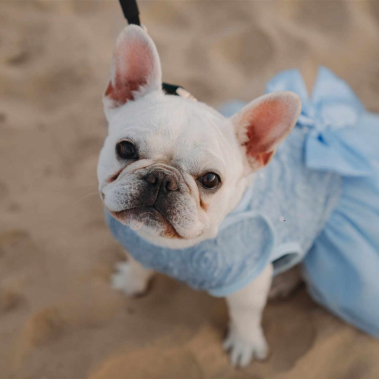 Gigi joined the competition — help win amazing prizes! adorable, animal, beach, blue_dress, canine, close_up, clothing, cute, dog, ears_up, french_bulldog, looking_up, outdoor, pet, pet_fashion, portrait, sand, small_dog, summer, white_dog