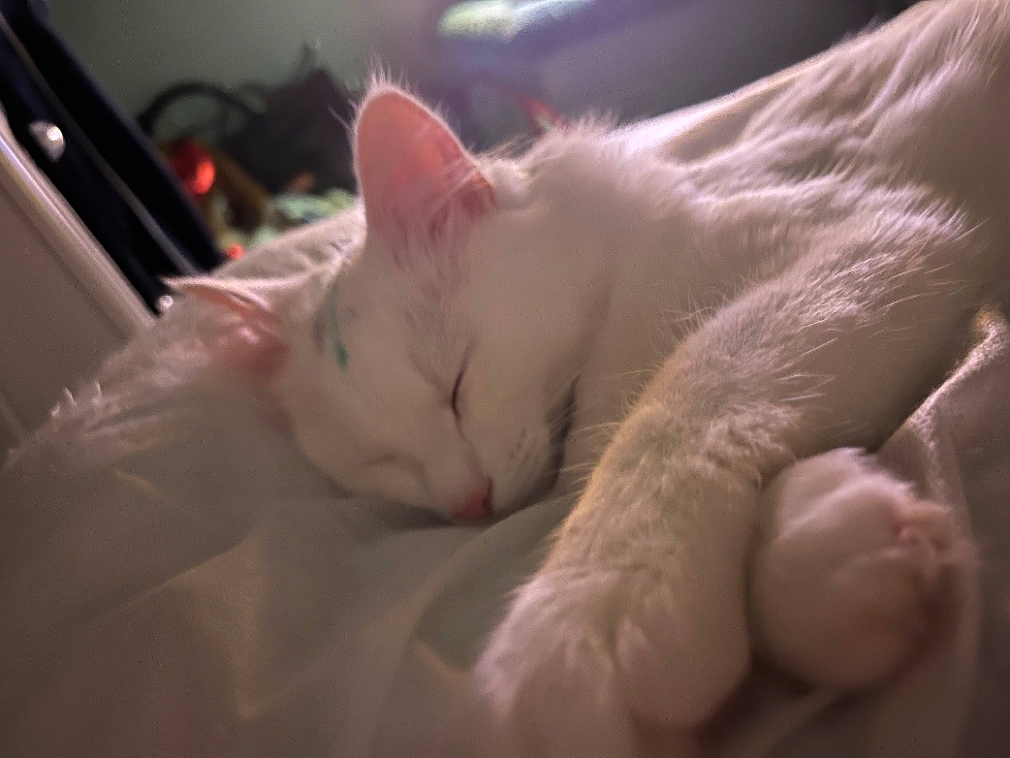 Estelle is registered to the contest to win money with this photo: carnivore, cat, claw, comfort, felidae, flesh, foot, fur, linens, nap, paw, sleep, small_to_medium_sized_cats, snout, terrestrial_animal, whiskers