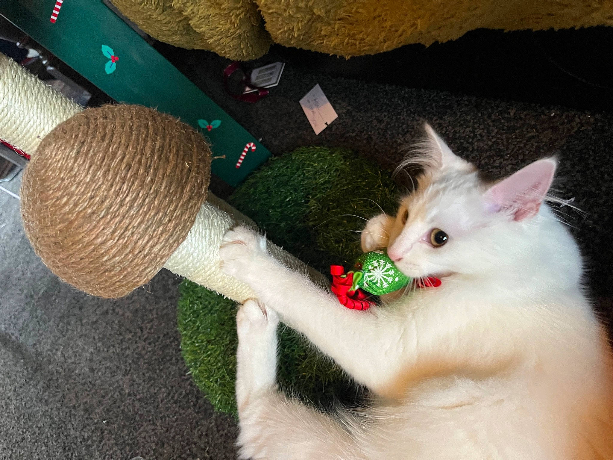 Estelle is registered to the contest to win money with this photo: canidae, carnivore, cat, claw, companion_dog, dog_breed, fawn, felidae, foot, fur, hat, leg, mammal, paw, small_to_medium_sized_cats, snout, tail, vertebrate, whiskers, woolen