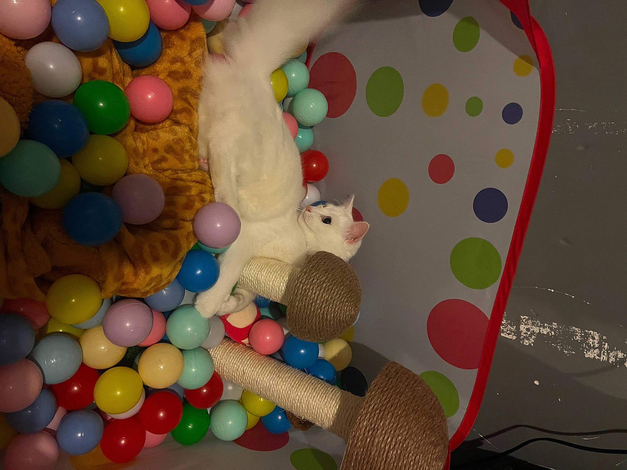 Estelle joined the competition — help win amazing prizes! art, baby_toys, balloon, candy, child, circle, confectionery, event, fun, party, party_supply, pattern, play, room, snack, stuffed_toy, sweetness, textile, toy, vertebrate