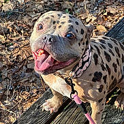 Mew joined the competition — help win amazing prizes! dog, bulldog, spotted_coat, leash, pink_leash, collar, tongue, happy, smiling, bench, wood_planks, leaves, outdoors, autumn, nature, pet, face, paws, close_up, sunlight