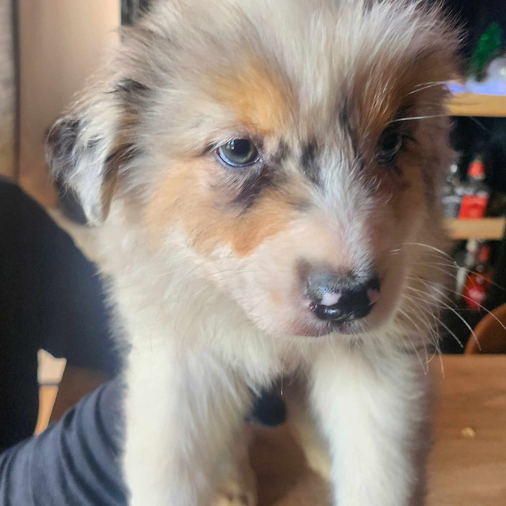 Aslan participe au concours pour gagner de l'argent avec cette photo : adorable, animal, close_up, curious, cute, dog, eyes, face, fluffy, fur, fur_pattern, indoor, muzzle, nose, pet, portrait, puppy, soft, whiskers, young