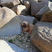 Suky a rejoint le concours — aidez-le/la à gagner de superbes lots ! dog, rocks, pebbles, outdoor, sunlight, tongue_out, small_dog, brown_fur, nature, resting, animal, playful, shadows, texture, landscape, pet, hidden, rough_surface, daylight, cute