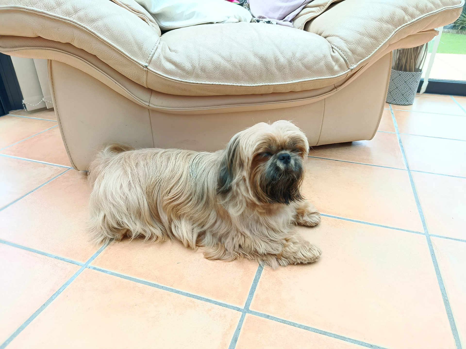 Suky a rejoint le concours — aidez-le/la à gagner de superbes lots ! dog, indoor, floor, tile, couch, leather, pet, animal, relaxing, light_brown, fur, small_dog, home, cozy, resting, quiet, natural_light, living_room, domestic, companion