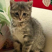 Mylah is registered to the contest to win money with this photo: kitten, cat, gray_tabby, sitting, couch, fluffy, cute, indoor, pet, animal, young, curious, feline, soft, pillow, flower, red_background, closeup, portrait, domestic