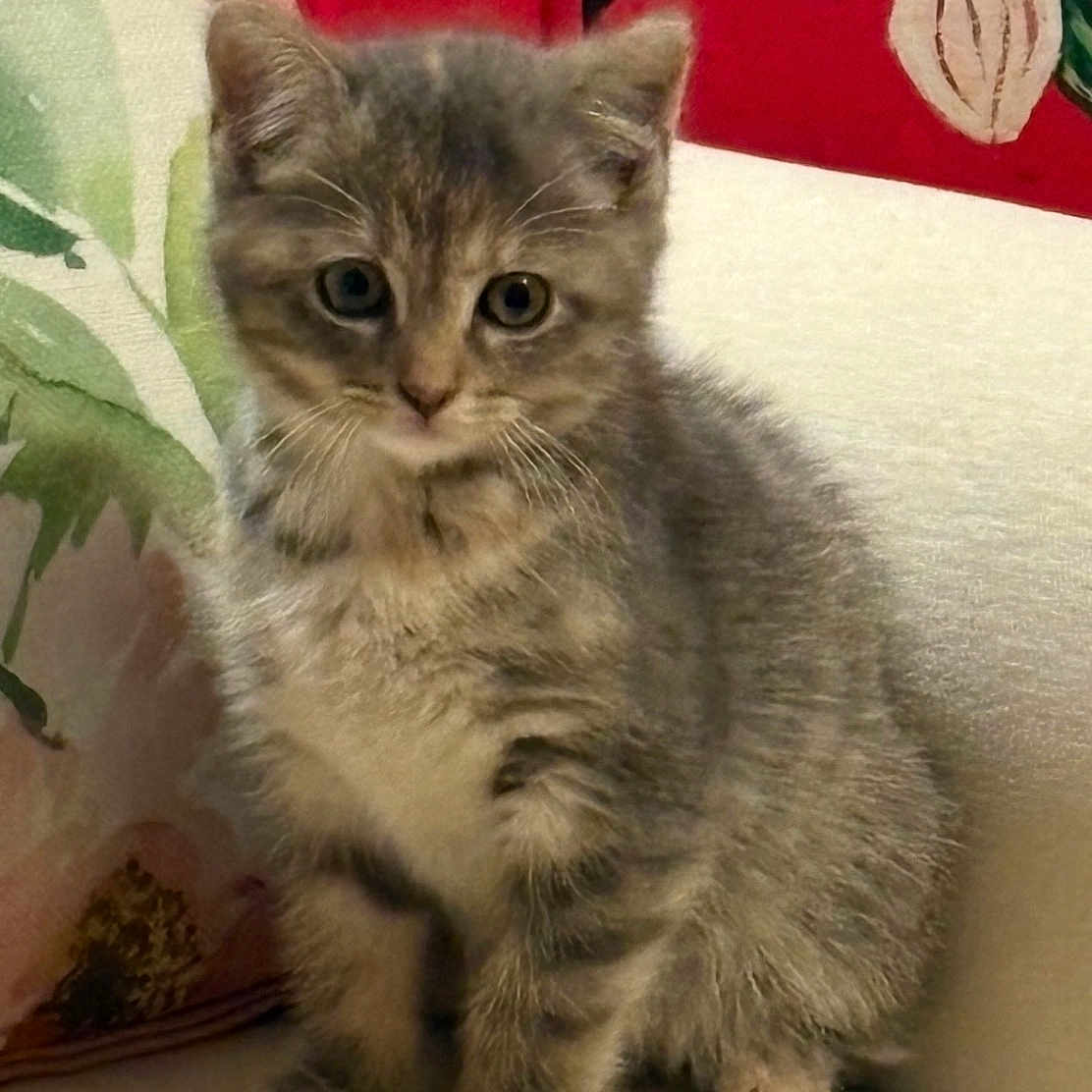 Mylah is registered to the contest to win money with this photo: kitten, cat, gray_tabby, sitting, couch, fluffy, cute, indoor, pet, animal, young, curious, feline, soft, pillow, flower, red_background, closeup, portrait, domestic