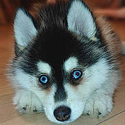 Sno joined the competition — help win amazing prizes! adorable, animal, blue_eyes, canine, close_up, cute, dog, ears, floor, fluffy, fur, husky, indoor, looking_at_camera, lying_down, pet, portrait, puppy, wooden_floor, young_dog