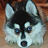 adorable, animal, blue_eyes, canine, close_up, cute, dog, ears, floor, fluffy, fur, husky, indoor, looking_at_camera, lying_down, pet, portrait, puppy, wooden_floor, young_dog