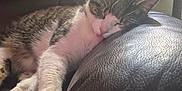 Biscuit is registered to the contest to win money with this photo: cat, tabby, sleeping, tongue_out, leather_couch, sunlight, indoor, pet, relaxation, cozy, fur, whiskers, paw, close_up, nap, home, animal, soft_light, comfort, quiet