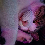 Biscuit joined the competition — help win amazing prizes! cat, sleeping, close_up, pink_light, purple_light, fur, paw, nose, whiskers, relaxation, domestic_cat, cute, pet, animal, cozy, resting, indoor, soft_light, portrait, peaceful