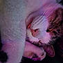 cat, sleeping, close_up, pink_light, purple_light, fur, paw, nose, whiskers, relaxation, domestic_cat, cute, pet, animal, cozy, resting, indoor, soft_light, portrait, peaceful