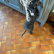 Rufus participe au concours pour gagner de l'argent avec cette photo : dog, curly_fur, standing, kitchen, cabinet, tile_floor, sunlight, shadow, indoor, pet, black_dog, fur, tail, legs, floor, home, animal, curious, reaching, domestic