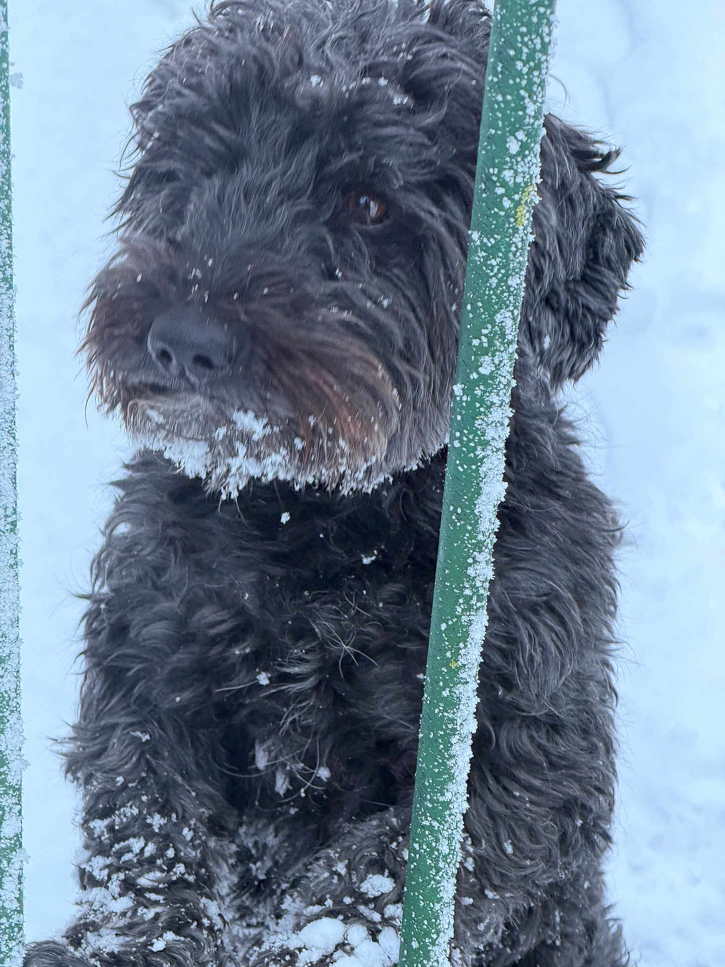 Rufus participe au concours pour gagner de l'argent avec cette photo : dog, black_dog, curly_fur, snow, snowy, outdoor, pet, animal, close_up, winter, fur, snout, green_bars, cold, nature, cute, paw, face, looking, curious