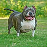 Culture is registered to the contest to win money with this photo: dog, american_bulldog, pet, grass, outdoor, smiling, tongue_out, ears_cropped, happy, animal, canine, greenery, nature, portrait, standing, muzzle, fur, muscular, daylight, photography